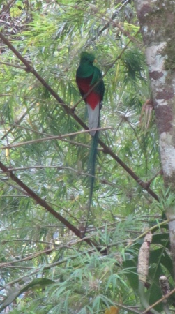 Resplendent Quetzal