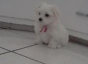 Bella Toy Maltese's Classmates® Profile Photo