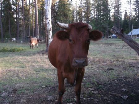 Big Red, better known as Buddy