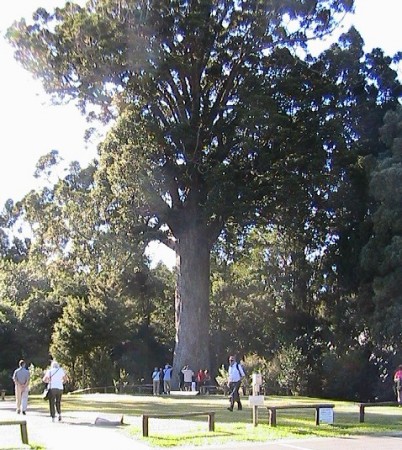 Kauri Tree--NZ