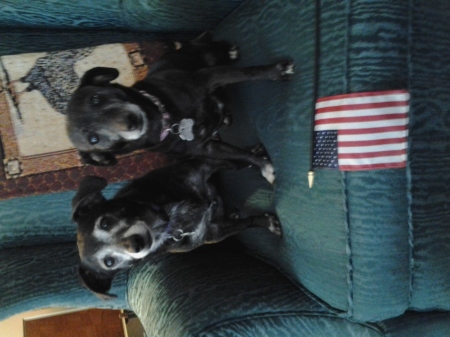 Lucy & Ethel my dogs