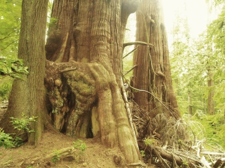 Big Trees on Vancouver Island.