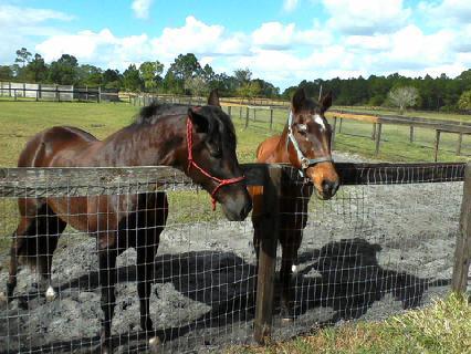 Our two rescued horses