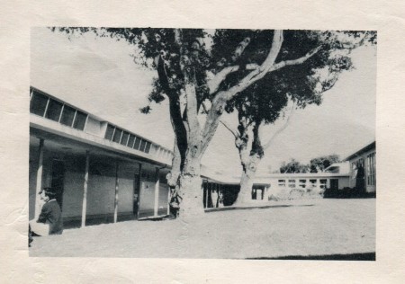 Classrooms and lawn with Eucalyptus trees