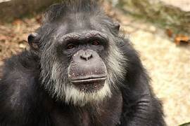 Mike Chimpanzee's Classmates® Profile Photo