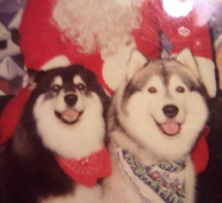 Our Huskys~Pictures with Santa