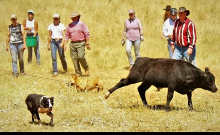 Getting ready to make a steer 2022