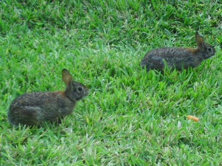 Cute Bunnies out back of condo.