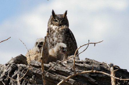 Great-Horned Owl and owlets