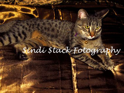Sindi (Fka Wilma  Stack (Hanlon)'s album, Beautiful animals