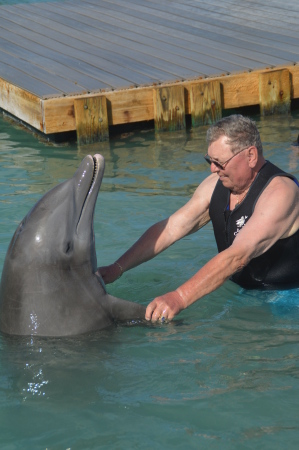 Dolphin Training Florida Keys
