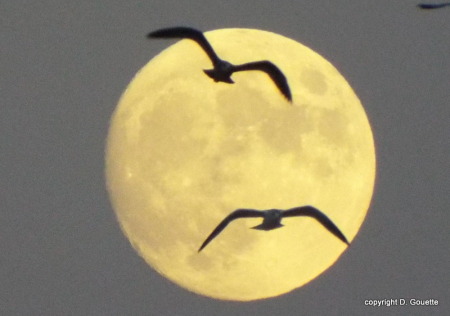 Gulls against the Full Moon