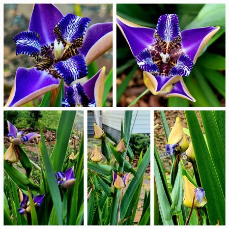 Iris in process of opening this morning 