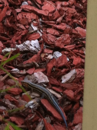 hmm a Skink I thought it was a lizard