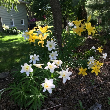 Backyard lilies 