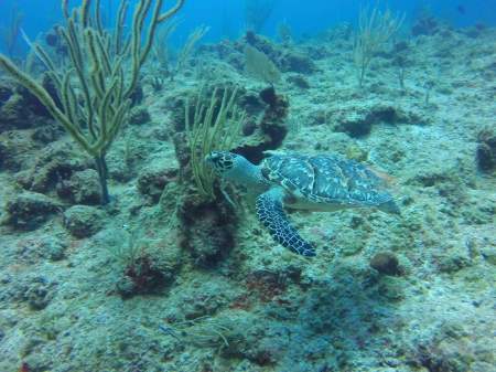 A friend in Turks & Caicos