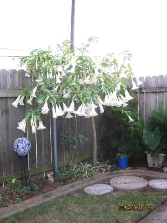 Angel Trumpet tree in bloom