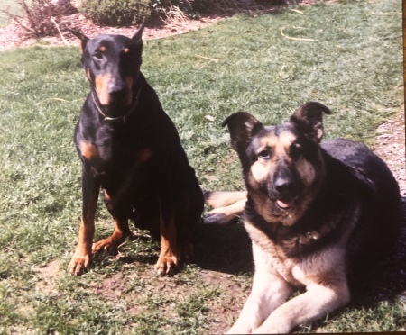 My dogs Jaws (dobi) and Lance (shepherd)