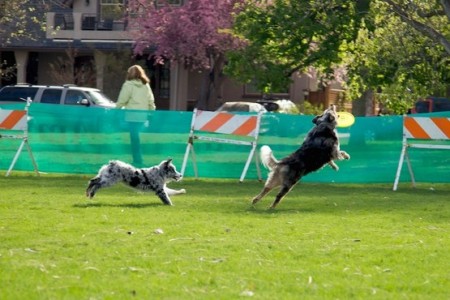 Pamela Wyman's album, Shadow- My amazing Frisbee Dog! 