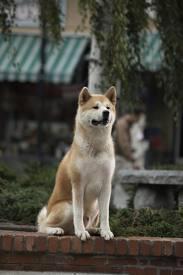 Hachi Hachiko's Classmates® Profile Photo