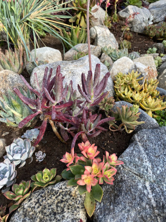 Cotyledon "Chocolate Fingers"