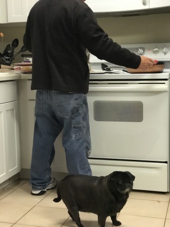 Pugs love kitchens.