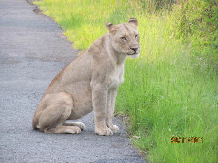 Christine Sadry's album, Safari - Huiluwe Game Reserve, SA