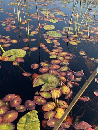 Okavango delta