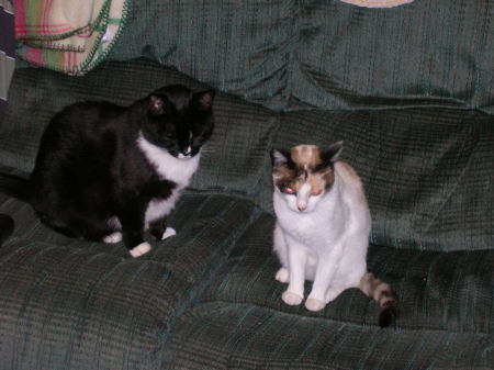 my salt & pepper shakers, oops. my cats