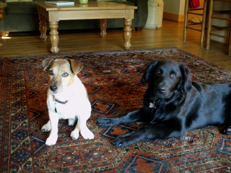 Ivan and Cole, daughter's dogs.