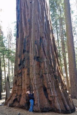 Sequoia Nat'l Park