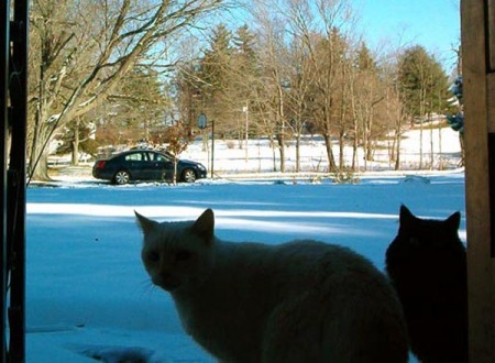 cats in snow