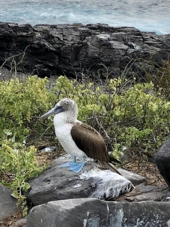 Galapagos islands