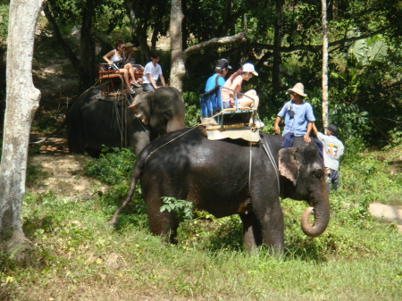 Elephant rides