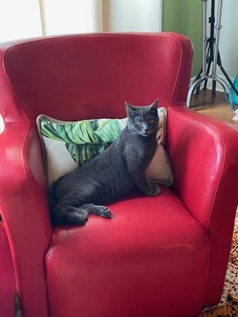 Freddie on red leather chair.