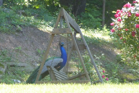 Percy relaxing on the swing.