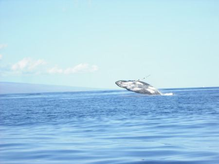 Whale Watch