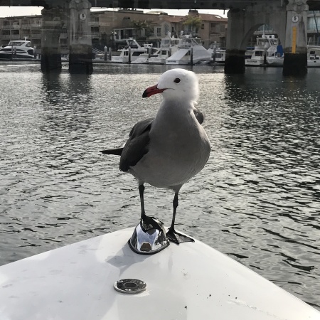 Our little buddy in Newport