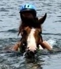 Does your horse like water?
