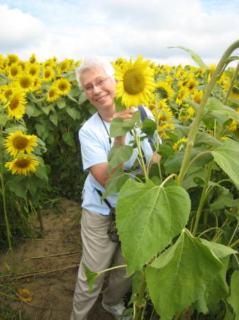 Sunflower farn in Newbury, MA