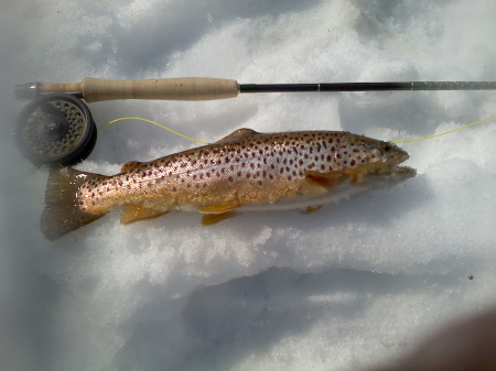 Brown Trout