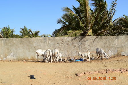 Barra, The Gambia