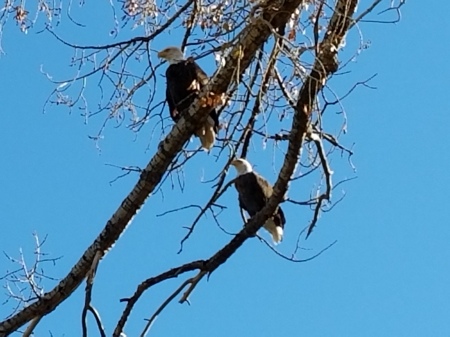 Resident Bald Eagles