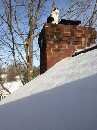 Cat on Cold Snow Roof