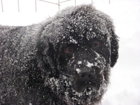 Snow Dog