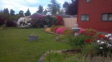 My side yard in Spring (in Washington)