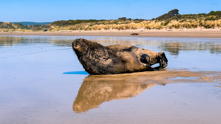 Walrus at Cannibal beach, New Zealand 