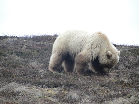 William Carlisle's album, Alaska Vacation