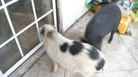 Teacup micro pigs