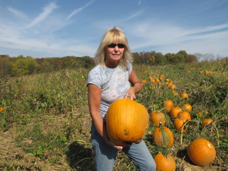 My field of pumpkins. 